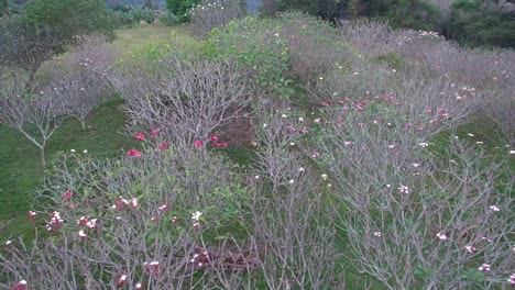 Plumeria-Trees,-Top-View