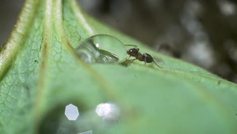 Close-up-of-ants-crawling-and-drinking-from-a-droplet-on-a-leaf