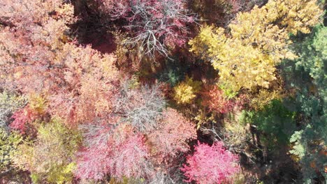 Top-down-aerial-shot-over-puffy-tree-tops-in-an-autumn-coloured-forest-with-sun-beams-going-through-the-tree-tops