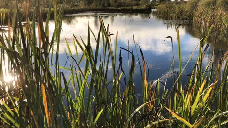 A-pond-overgrown-with-reeds-and-a-reflection-of-the-sky-in-the-water
