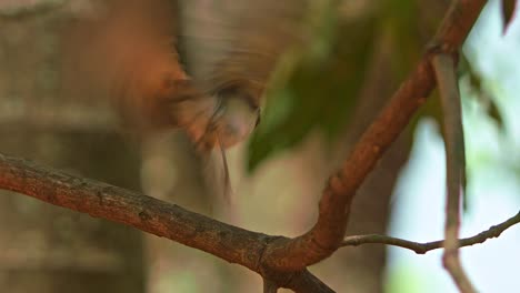 Telephoto-shot-of-a-brown-thrasher-taking-off-from-a-tree-branch-in-slow-motion