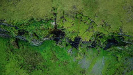 Aerial-top-view-of-a-dark-mountain-cliff,-covered-in-green-moss,-in-Iceland,-with-birds-flying-by