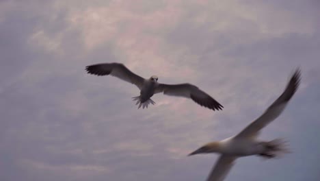 Ein-Seevogel-Schwebt-Vor-Einem-Rosa-blauen-Sonnenuntergangshimmel-Auf-Den-Magdalenen-Inseln