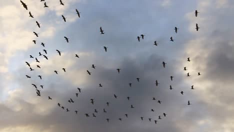Flock-of-birds-flying-across-blue-sky