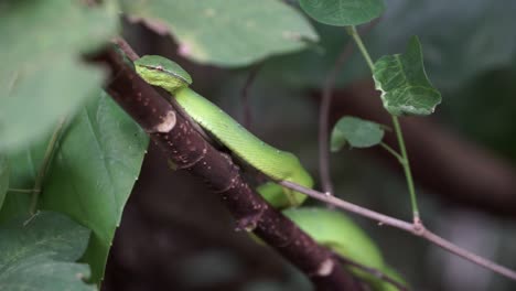 Green-tree-viper-snake-in-the-jungles-of-Borneo-hanging-and-stalking-on-a-branch-covered-in-leaves-and-an-inspect-walks-by