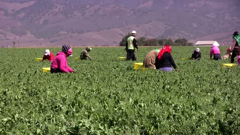 Mexikanische-Feldarbeiter-Ernten-Bohnen-In-Kalifornien,-USA