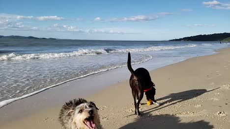 Ein-Sehr-Schöner-Tag-Mit-Den-Hunden-Spazieren-Gehen-Und-Am-Strand-Spielen