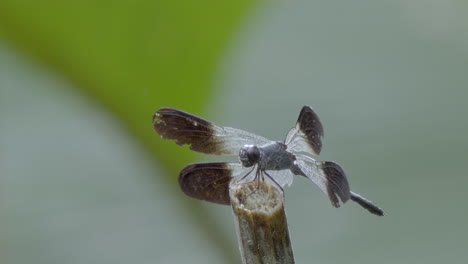 Adult-dragonfly-with-black-and-translucent-wings-landing-on-a-stem,-Close-Up