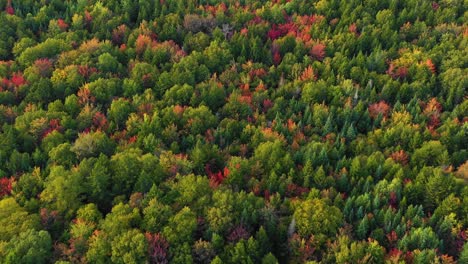 Aerial-drone-shot-flying-backwards-over-the-top-of-colorful-green,-red-and-golden-autumn-trees-in-the-forest-as-summer-ends-and-the-season-changes-to-fall-in-Maine