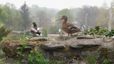 Duck-taking-a-poop-discretely-on-an-old-castle-rock