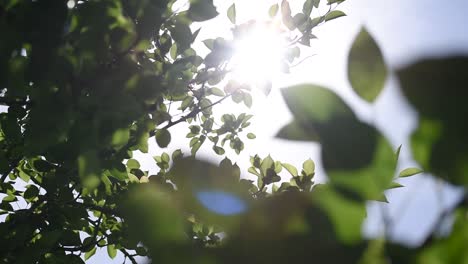 Blick-Nach-Oben-Durch-Grüne-Baumblätter-Mit-Sonnenstrahlen,-Die-Bei-Leichter-Brise-Hineinscheinen