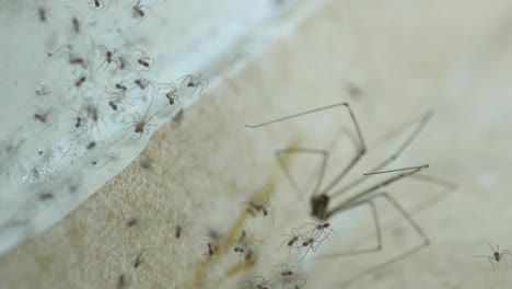 Gruselige-Handaufnahme-Eines-Kellerspinnennetzes-Voller-Hunderter-Kleiner-Spinnen,-Im-Hintergrund-Eine-Erwachsene-Spinne,-Die-Ihre-Beine-Und-Ihren-Bauch-Bewegt