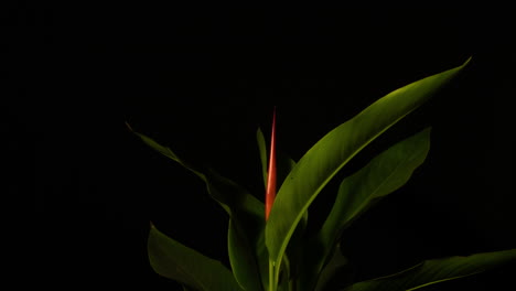 Tropische-Fleur-Blüte-Im-Zeitraffer,-Roter-Stiel,-Der-In-Die-Höhe-Schießt