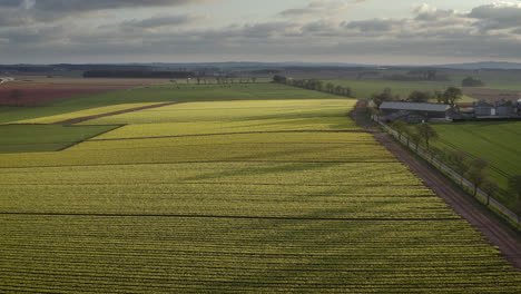 Eine-Luftaufnahme-über-Ein-Feld-Mit-Gelben-Narzissen-Mit-Der-Farm-Im-Bild,-Gerade-Als-Die-Frühlingssonne-Unterzugehen-Beginnt,-Aberdeenshire,-Schottland