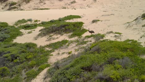 Forward-moving-aerial-shot-of-an-emu-among-a-large-landscape-of-sand-dunes