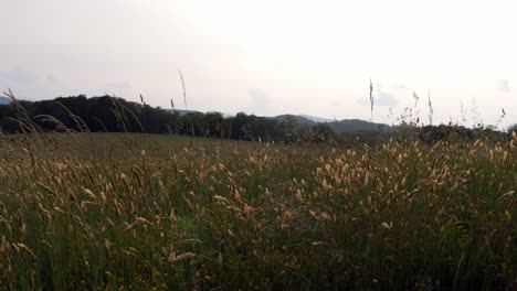 Wide-shot-of-grassy-meadow-in-the-Appalachian-Mountains