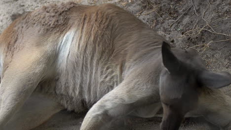 Kangaroo-lying-down-on-sand