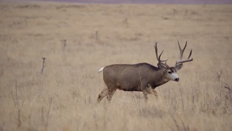 A-mule-deer-walking-in-the-open-space-of-Denver,-Colorado