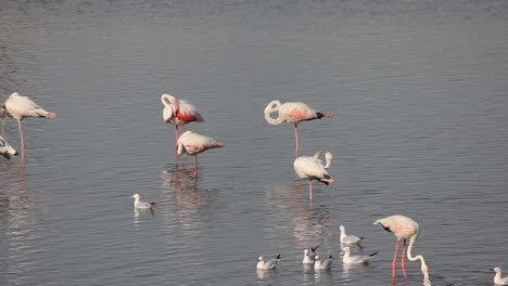 Beautiful-small-group-of-Lesser-Flamingo-birds-resting-in-middle-of-the-lake-stock-video