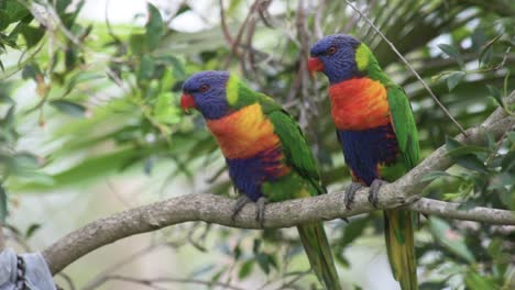 A-pair-of-Rainbow-Lorikeet-birds-perched-in-a-tree,-alert-and-looking-around