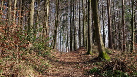 Ein-Mit-Blättern-Bedeckter-Waldweg