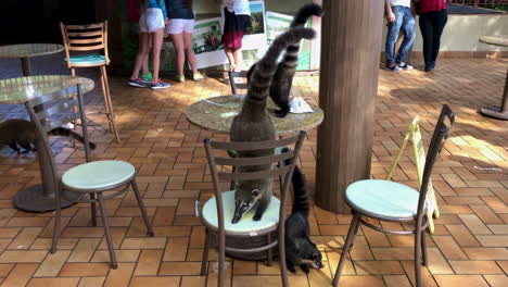 Group-of-coati-eating-and-licking-leftovers-from-the-table-on-a-terrace