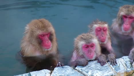 Affen-Onsen,-Video-Aufgenommen-In-Hakodate-–-Februar-2019,-Nahaufnahme-Einer-Gruppe-Affen,-Die-Sich-In-Der-Heißen-Quelle-Amüsieren-Und-Mitmachen