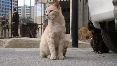 Katzen-Sind-Vorsichtig-Mit-Den-Straßen-Ihrer-Umgebung,-St.-Julian&#39;s-Malta,-Ca.-März-2019