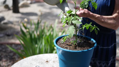 Hands-of-an-elderly-woman-gardener-potting-and-watering-an-organic-tomato-plant-in-nutrient-rich-soil