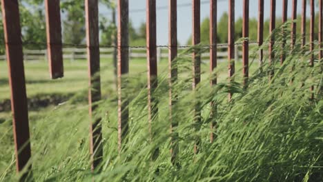 Panning-rack-focus-shot-of-tall-grass-blowing-against-a-fence-on-a-sunny-day