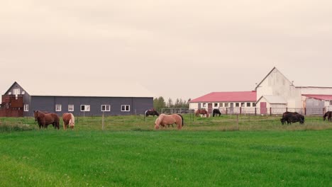Aufnahmen-Von-Freundlichen-Islandpferden-Auf-Der-Farm