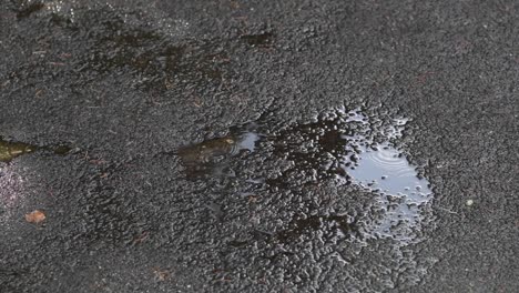 Static-view-of-rain-falling-in-a-small-puddle-on-concrete-that-reflects-the-light-sky-above