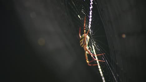 St-Andrew's-Cross-Spider-sitting-centrally-in-its-web,-eating-a-fly