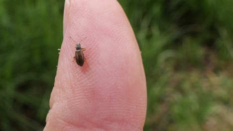 Close-up-shot-of-a-small-brown-bug-walking-over-a-white-male-finger-in-slow-motion