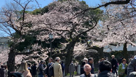 Los-Turistas-Disfrutan-De-La-Temporada-De-Hanami-En-El-Parque-Chidorigafuchi-Con-Flores-De-Cerezo-Frente-A-La-Entrada-Del-Palacio-Imperial