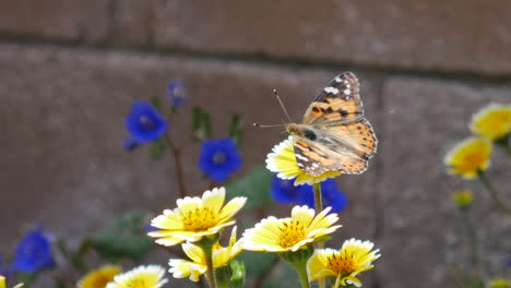 Una-Mariposa-Pintada-Con-Alas-Coloridas-Alimentándose-De-Néctar-Y-Polinizando-Flores-Silvestres-Amarillas-A-Cámara-Lenta