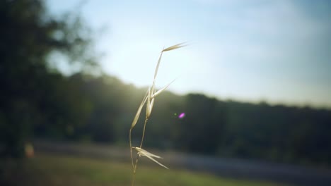 Der-Wind-Der-Eichenpflanze-Zittert-Bei-Sonnenaufgang