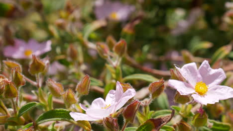 Makro-Nahaufnahme-Eines-Distelfalter-Schmetterlings,-Der-Sich-Von-Nektar-Ernährt,-Rosa-Blüten-Bestäubt-Und-Dann-Davonfliegt