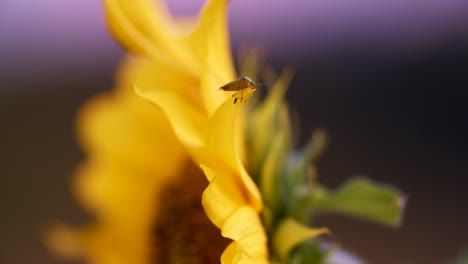 Eine-Hummel-Und-Ein-Käfer,-Die-Auf-Sonnenblumenblütenblattnahaufnahme-Klettern