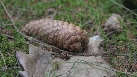 Shot-of-woodland-floor,-pine-cone