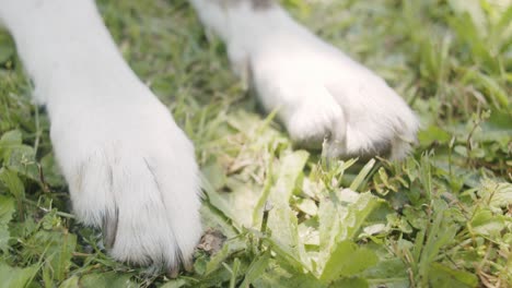 Close-up-of-the-white-paws-of-a-dog-lying-in-the-grass-under-a-tree-on-a-sunny-day