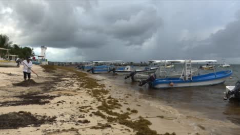 Panorámico-A-La-Derecha,-Mujer-Tratando-De-Limpiar-La-Playa-Llena-De-Algas-Sargazo-En-Quintana-Roo