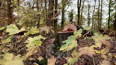 Bunte-Blätter-Wehen-An-Einem-Windigen-Herbsttag,-Mit-Kaputtem-Baum-Im-Hintergrund