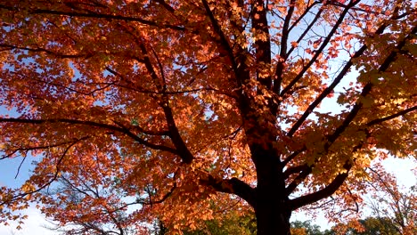 Bunte-Orangefarbene-Herbstblätter-Und-Baummorgensonnenlicht-4k