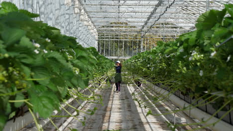 Woman-working-between-rows-of-strawberry-plants-in-industrial-greenhouse