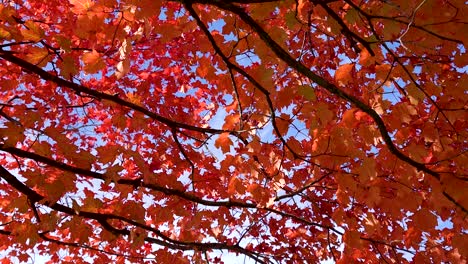 Leuchtend-Rote-Und-Orangefarbene-Herbstblätter,-Windiger-Tag-4k