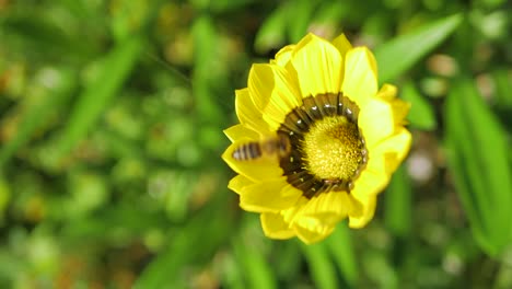 Biene-Mit-Pollen-Auf-Beinen,-Die-Auf-Einer-Leuchtend-Gelben-Blüte-Landet,-Herumlaufendes-Insekt,-Drittelregel