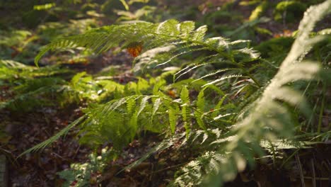 close-up-shot-of-a-fern-slowly-moving-in-the-wind-with-the-sun-in-the-background
