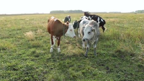 Pack-of-heifers-in-the-field