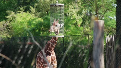 Giraffe-eating-leaves-and-greens-from-a-hanging-cage-at-Diergaarde-Blijdorp-Rotterdam